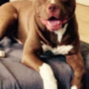 Meet your Posher, Roscoe